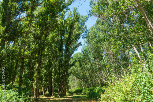 Fototapeta Naklejka Na Ścianę i Meble -  Green poplars in spring in the mountains of Teruel Aragon Spain