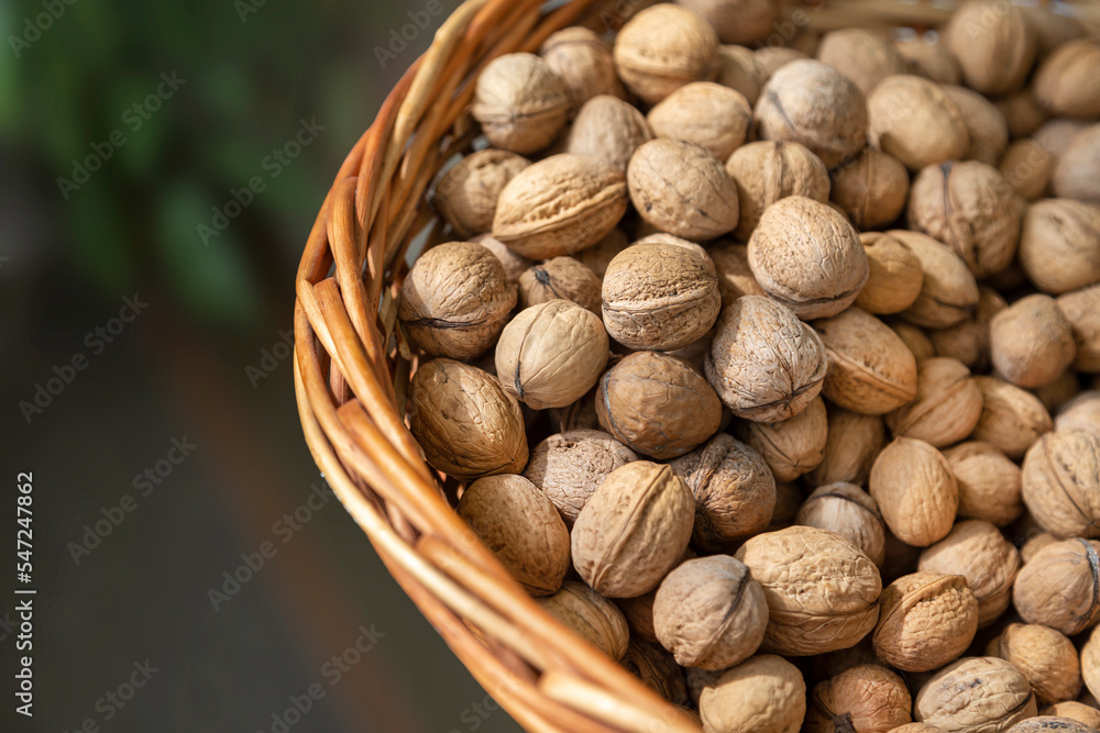 Basket full of organic unshelled walnuts, harvest season. Closeup top view. Basket full of organic unshelled walnuts, harvest season. Closeup top view.