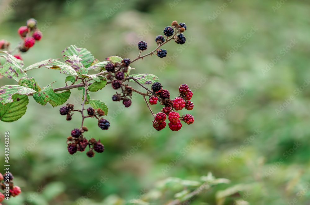 Rubus Allegheniensis(Binomial name), Allegheny blackberry or common blackberry Rubus Allegheniensis(Binomial name), Allegheny blackberry or common blackberry