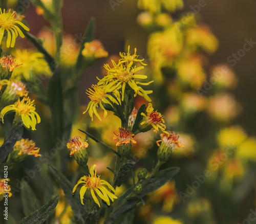 Solidago virgaurea(binomial name), the European goldenrod or woundwort flower