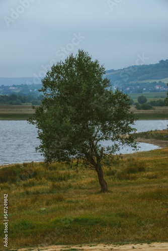 Vertical high-angle of an olive tree standing alone near the pond, cloudy gloomy sky background