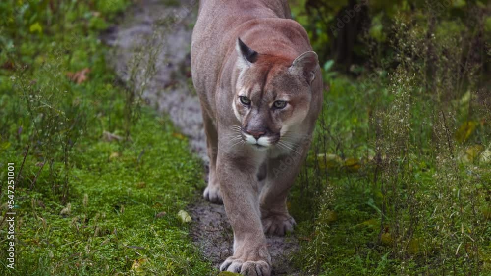 Beautiful Canadian Puma in forest. American cougar - mountain lion. Wild cat walks in the forest, scene in the woods. Wildlife America. Slow motion video Beautiful Canadian Puma in forest. American cougar - mountain lion. Wild cat walks in the forest, scene in the woods. Wildlife America. Slow motion video
