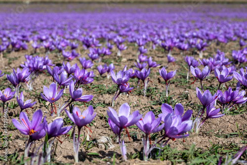 Beautiful fields of violet saffron flowers