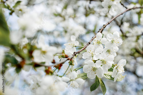 White blossom on the tree blooming in the early spring, backgroung blured. High quality photo