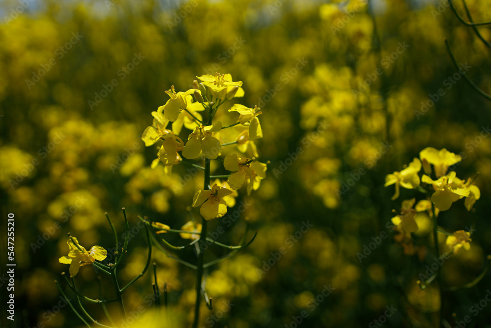Obraz premium Close up blooming rapeseedin agricultural field. Rapeseed is grown for the production of animal feeds, vegetable oils and biodiesel