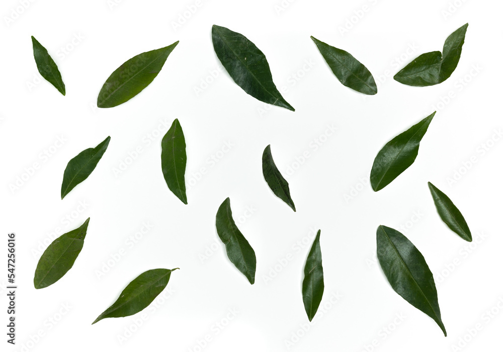 Fototapeta premium Green leaves isolated on white. 