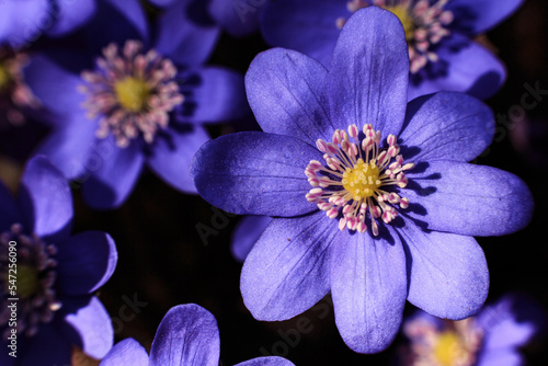 Blue flowers with beautiful petals close up.