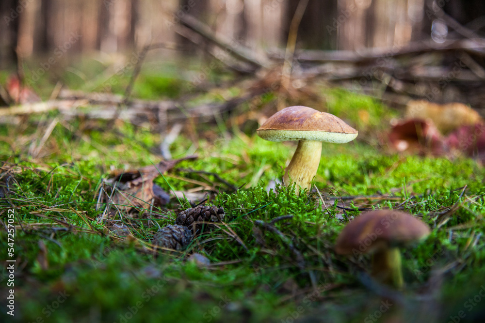 Fototapeta premium great brown bay bolete - imleria badaia, collecting mushrooms during forest waltk in autumn