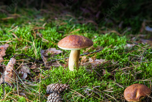 great brown bay bolete - imleria badaia, collecting mushrooms during forest waltk in autumn