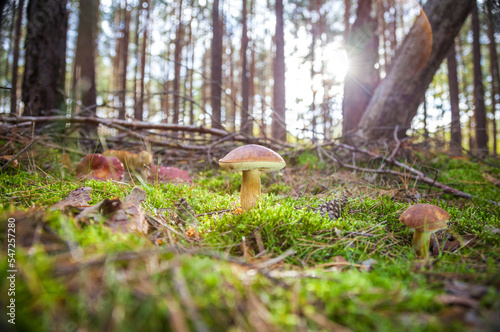 great brown bay bolete - imleria badaia, collecting mushrooms during forest waltk in autumn photo