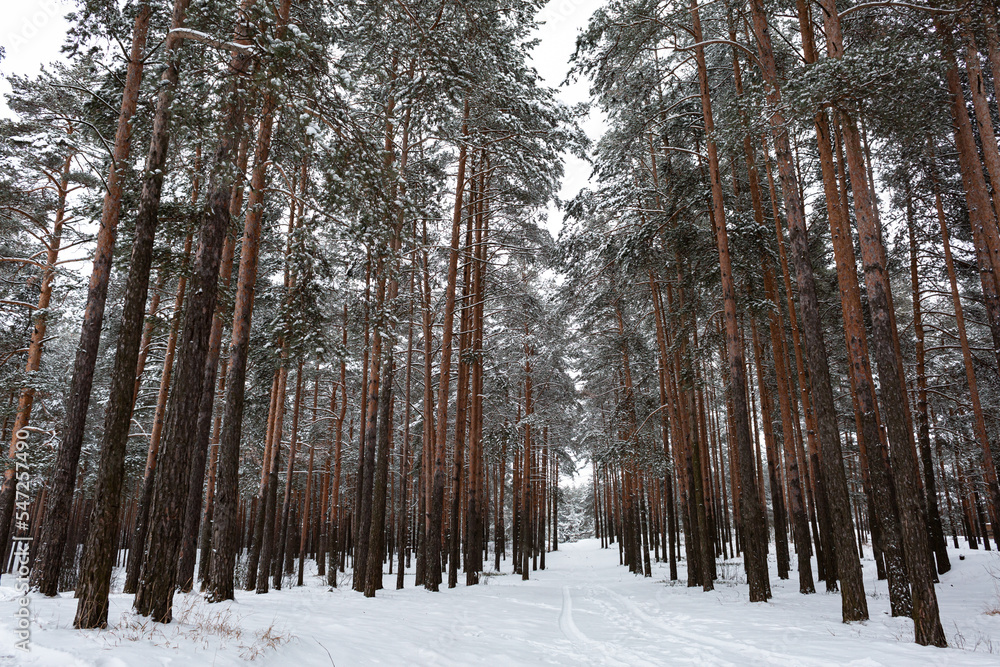 Fototapeta premium Winter snowy pine forest, snow, frost, winter.