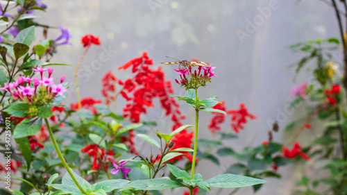 Partial view of Papilio cresphontes butterfly