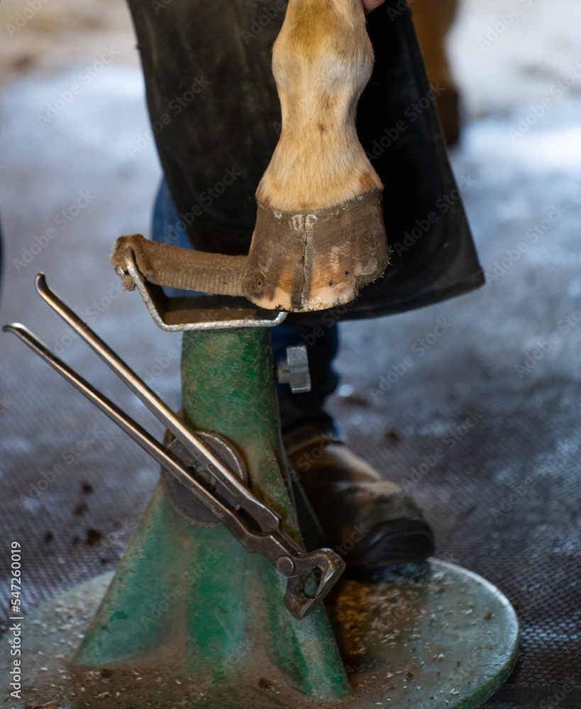 horse hoof on equine blacksmith or farrier stand with pinchers attached