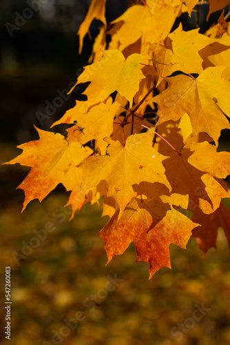 close up of multi colored maple leaves on maple tree in fall or autumn turning orange vertical format backdrop or background with room for type shot in Ontario Canada in October on fall day outdoors 