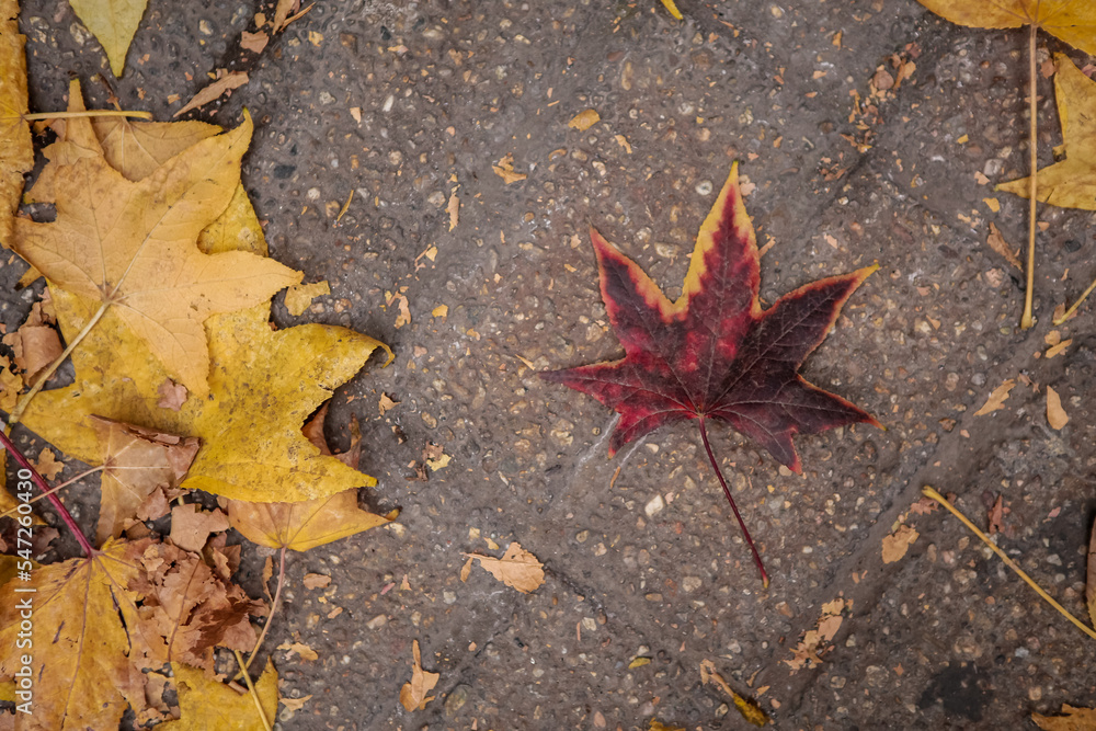 maple leaves on the ground with cement and concrete texture in autumn day