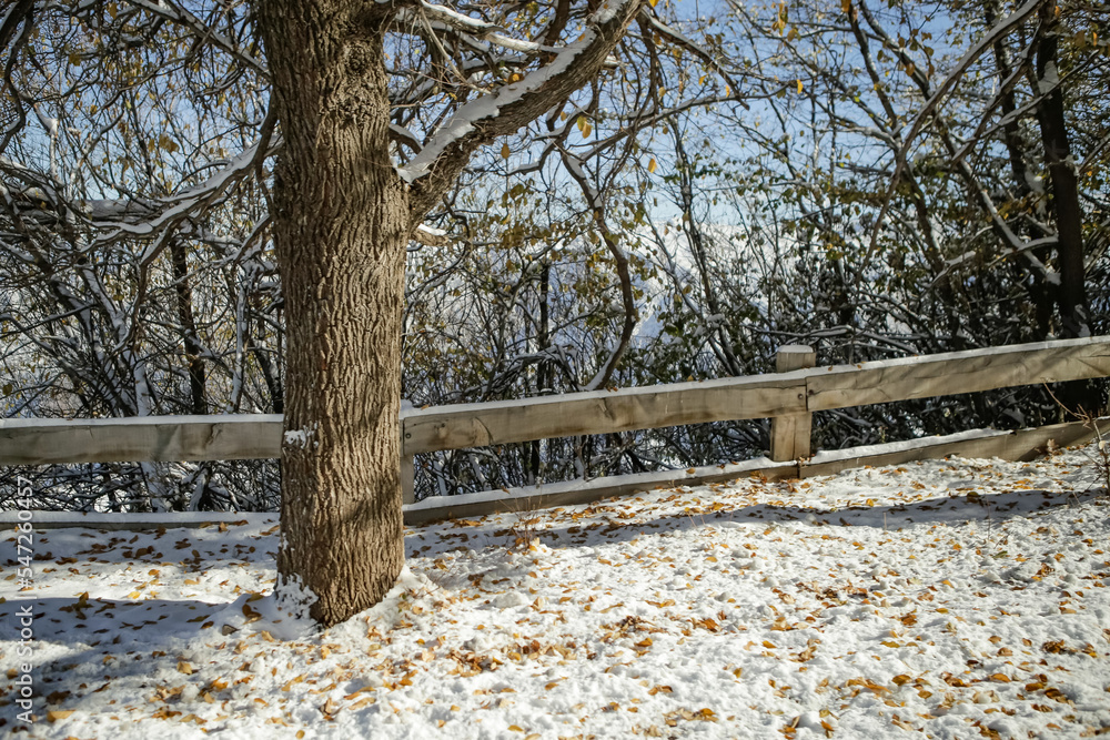 christmas pine trees covered with snow after a blizzard in the freezing winter