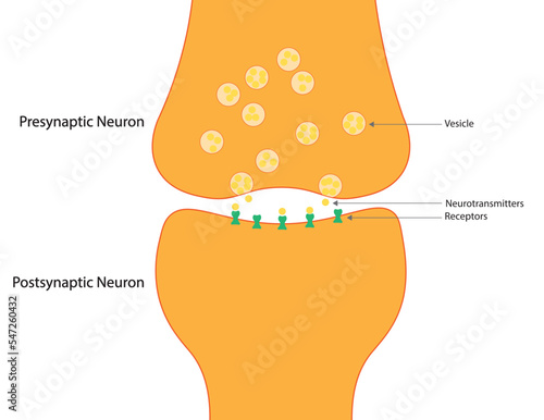 Neuron Synapse illustration. Conection between pre and pos synaptic neuron illustration