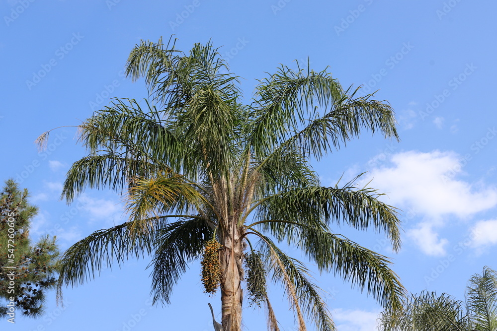 Date palm in a city park in Israel.