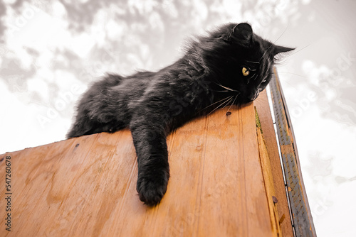 Gato preto brincando sozinho em cima do muro photo