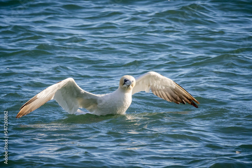 The gannet