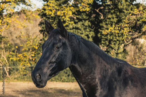 Portrait of beautiful adult black horse outdoors