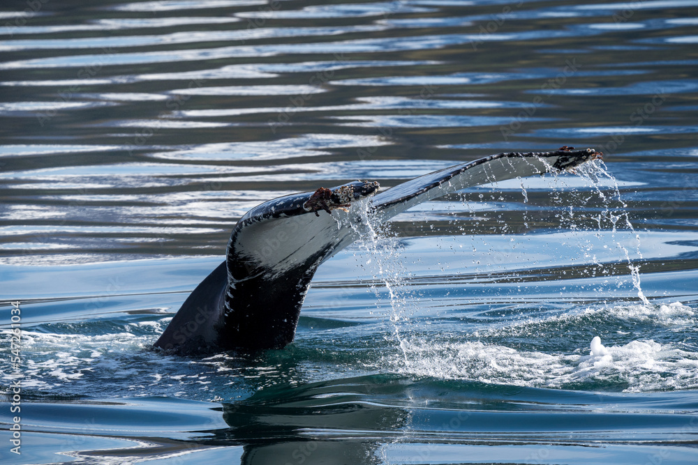 Obraz premium The humpback whale