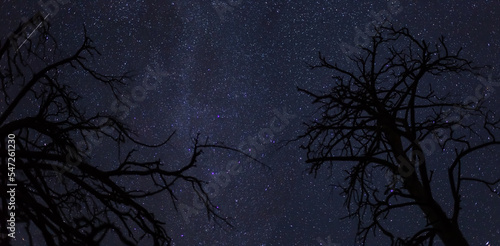 tree silhouette  on starry sky  night outdoor natural  background