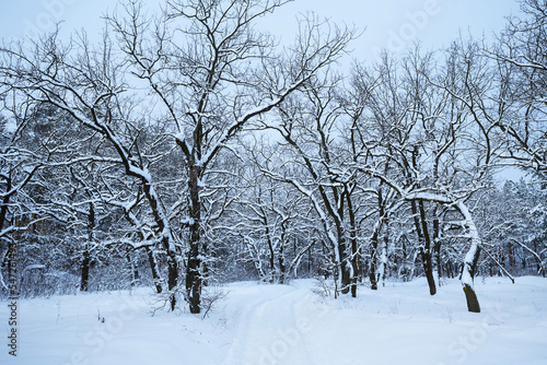 quiet forest glade in snow, winter snowbound forest scene © Yuriy Kulik