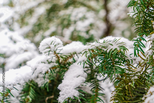 Pure white snow on the green needles of a yew branch, background image on the theme of winter, Christmas and New Year, beautiful frosty weather outside, selective focus and copy space