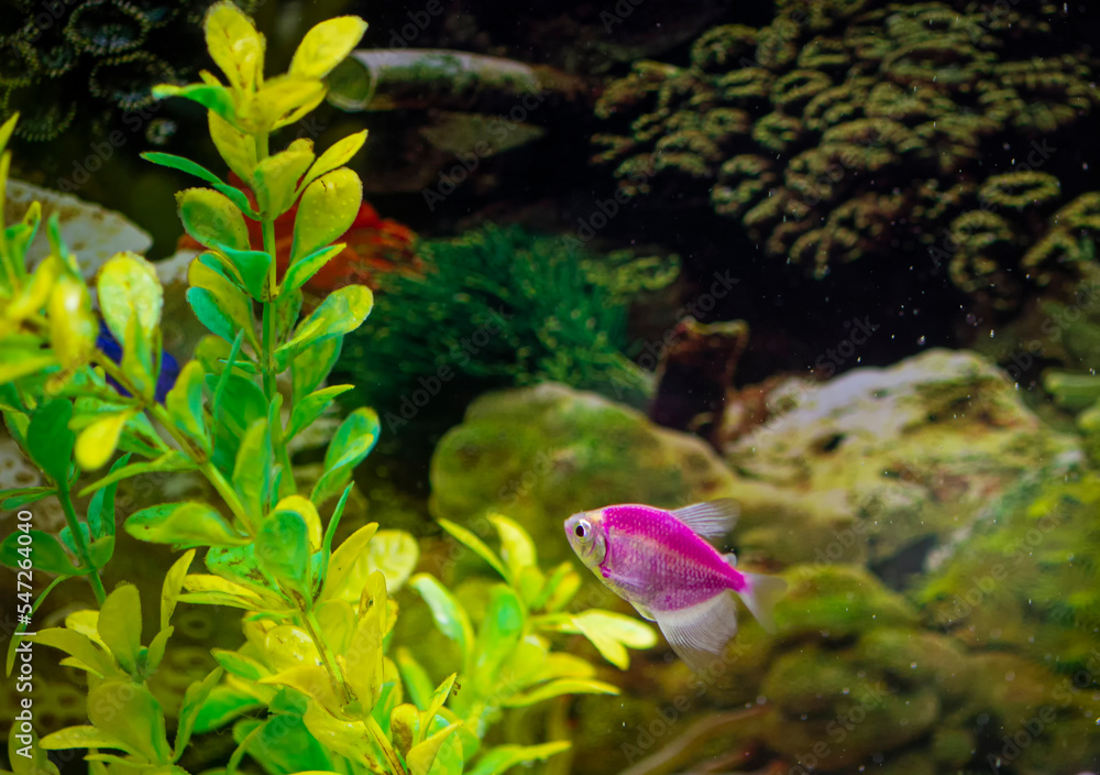 Daily life of beautiful aquarium fish Daily life of beautiful aquarium fish
