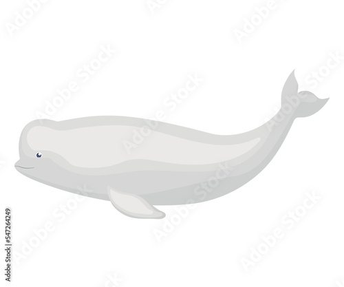 cute beluga illustration