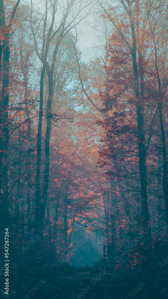 Fototapeta premium abstract picture of dark and moody forest in fall