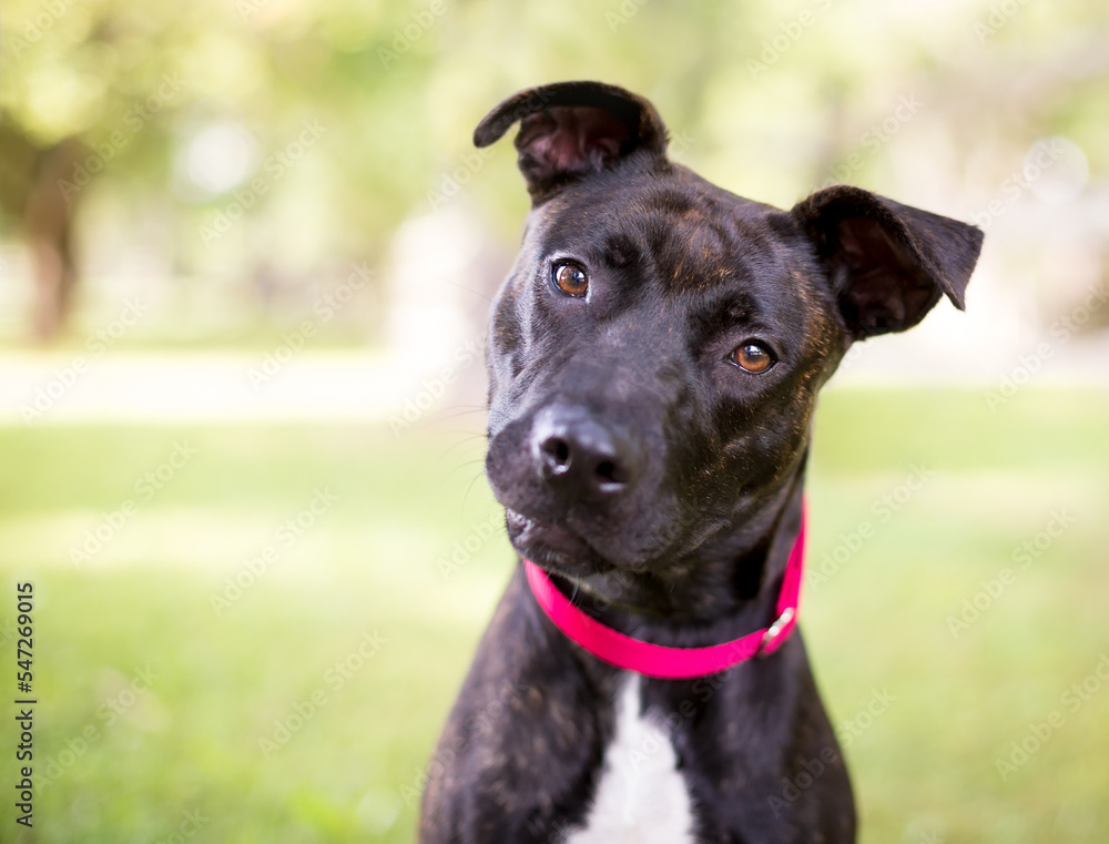 A brindle Pit Bull Terrier mixed breed dog wearing a collar and looking at the camera with a head tilt