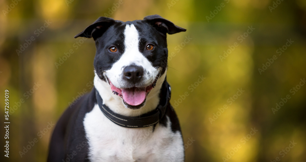 A black and white Pit Bull Terrier mixed breed dog looking at the camera with a happy expression A black and white Pit Bull Terrier mixed breed dog looking at the camera with a happy expression