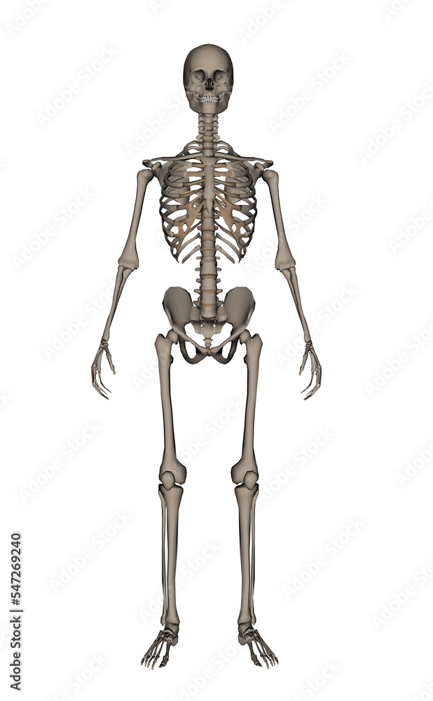 Human skeleton - 3D render