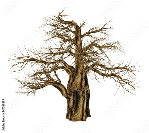 Print op canvas Baobab tree without leaves, adansonia digitata - 3D render