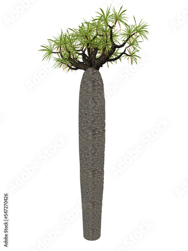 Large bottle tree, pachypodium geayi - 3D render photo