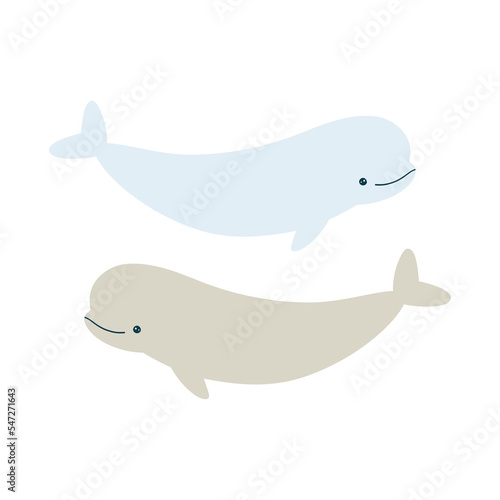 Vector illustration of cute beluga