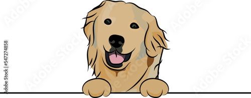 Funny Golden Retriever dog with paws over a white wall, in a pocket vector illustration. Funny dog smiling. Cute dog head on a white background. Hand-drawn mascot. Smiling dog muzzle. BFF.