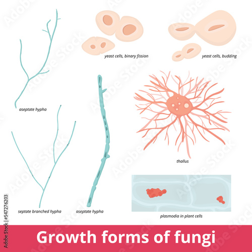 Growth forms of fungi.	 Various formations include aseptate and septate hypha, binary dividing and budding yeast cells, thallus, and plasmodia in plant tissue. Mycotic development.