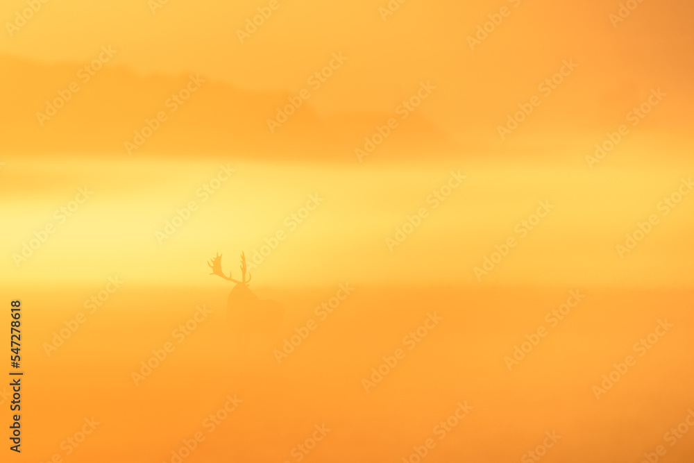 Fallow in gold Fallow in gold