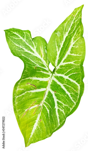 Green Singonium Plant