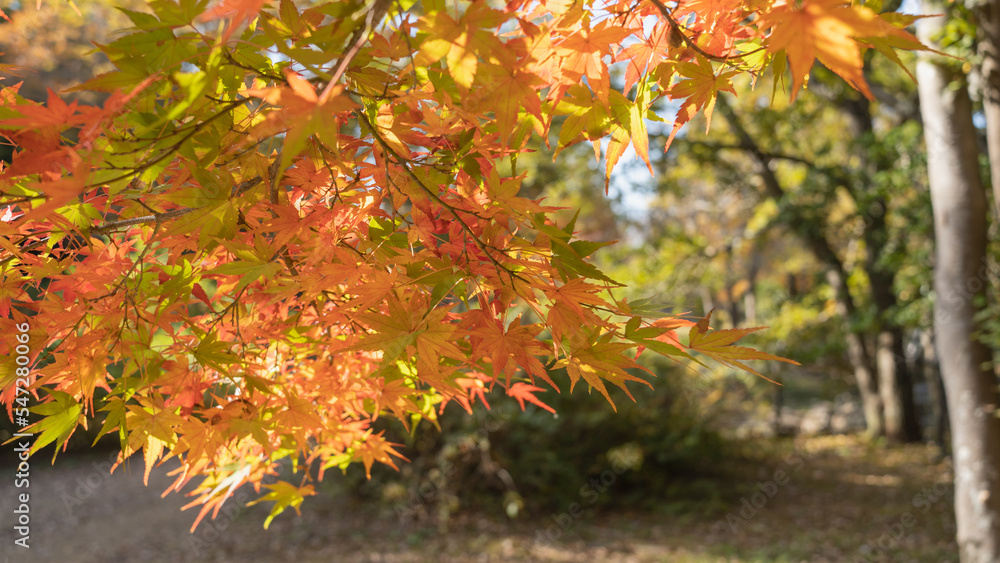日本の秋・紅葉・もみじ 日本の秋・紅葉・もみじ