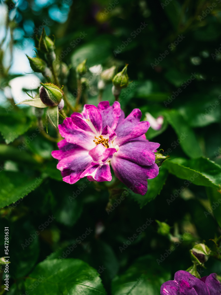 Obraz premium pink flower