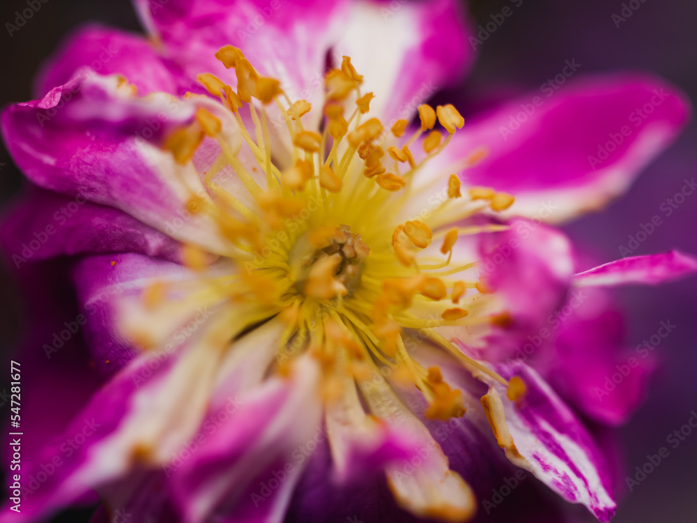 Obraz premium close up of a pink flower
