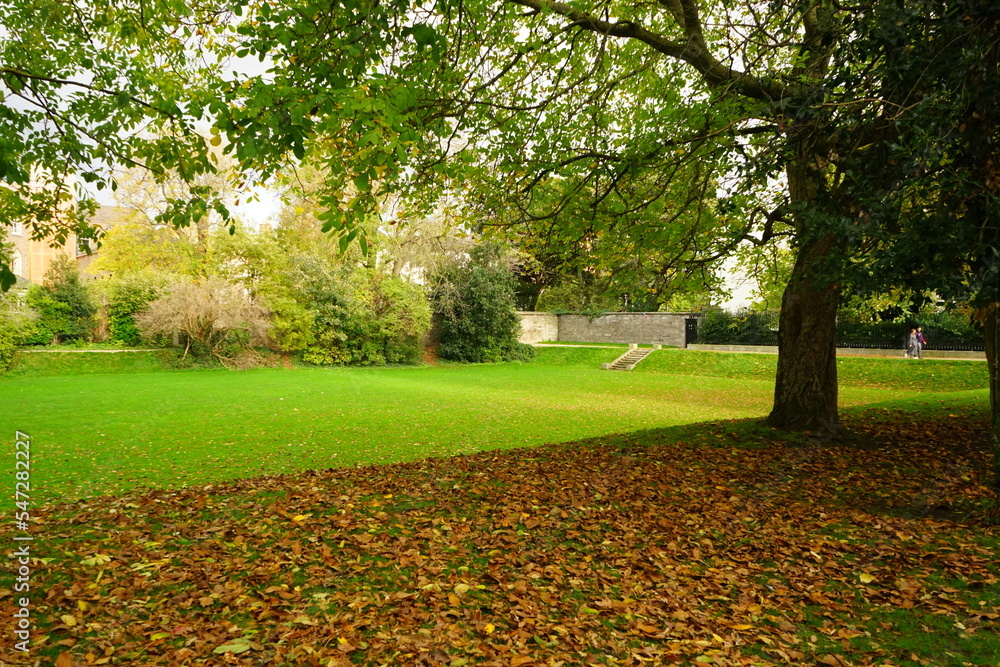 Autumn Colorful Foliage and Leaves at Iveagh Gardens 
Park in Dublin, Ireland