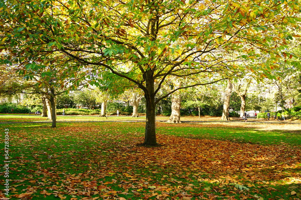 Autumn Colorful Foliage and Leaves at St. Stephen's Green Park in Dublin, Ireland