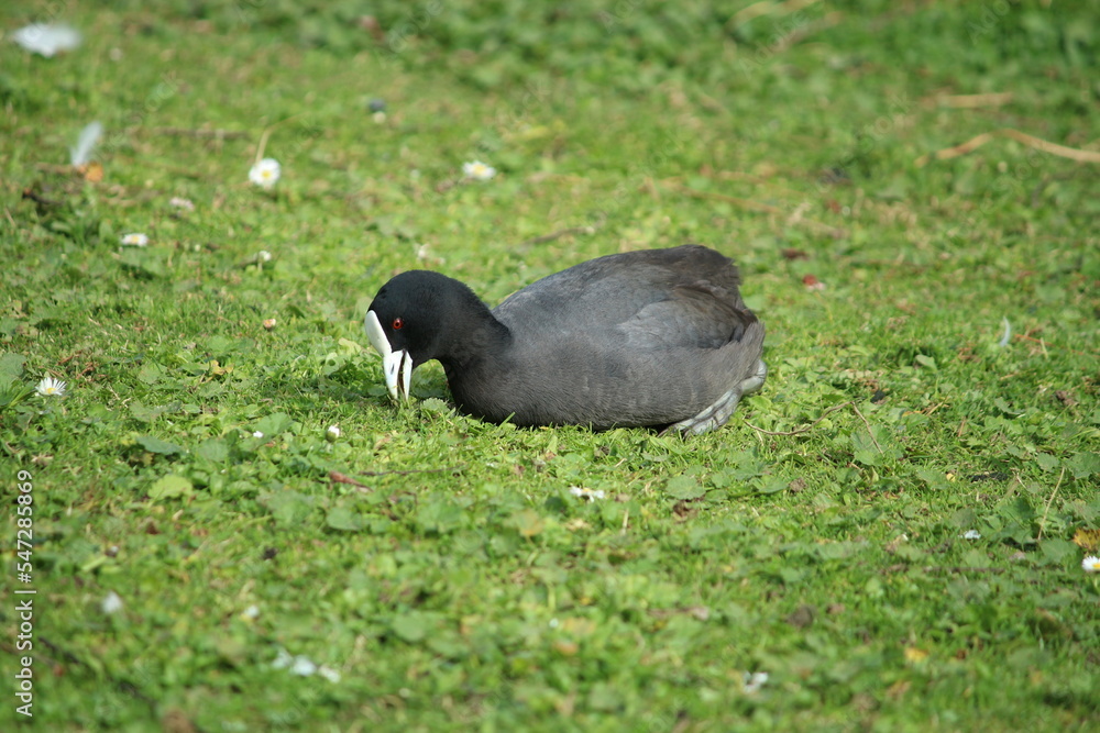 Obraz premium The Eurasian coot (Fulica atra), also known as the common coot, or Australian coot, is a member of the rail and crake bird family, the Rallidae. It is found in Europe, Asia, Australia, New Zealand 