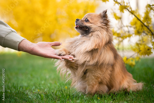 Podaj łapę - pies rasy pomeranian podaje łapę opiekunce