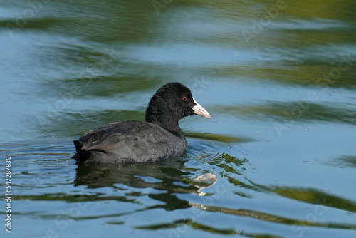 tufted duck in a pond